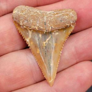 Chilean Great White Shark Tooth