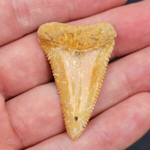 Chilean Great White Shark Tooth