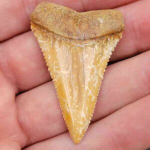 Chilean Great White Shark Tooth