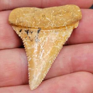 Chilean Great White Shark Tooth