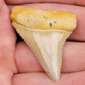 Chilean Great White Shark Tooth