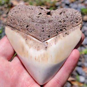 South Pacific Megalodon Tooth