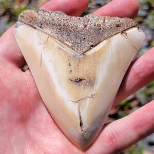 South Pacific Megalodon Teeth - 4.5"