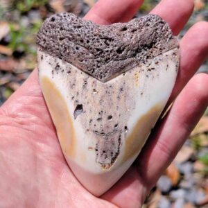 South Pacific Megalodon Tooth