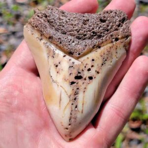 South Pacific Megalodon Tooth