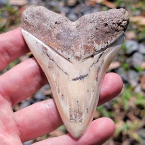 South Pacific Megalodon Tooth