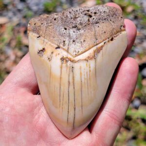 South Pacific Megalodon Tooth