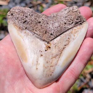 South Pacific Megalodon Tooth