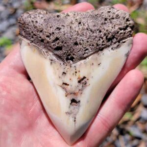 South Pacific Megalodon Tooth