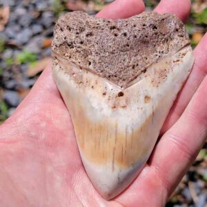 South Pacific Megalodon Tooth