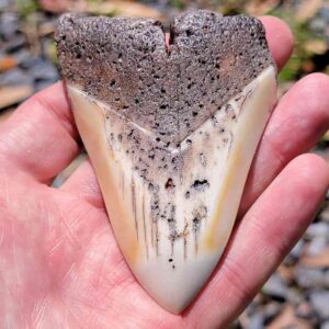 South Pacific Megalodon Tooth