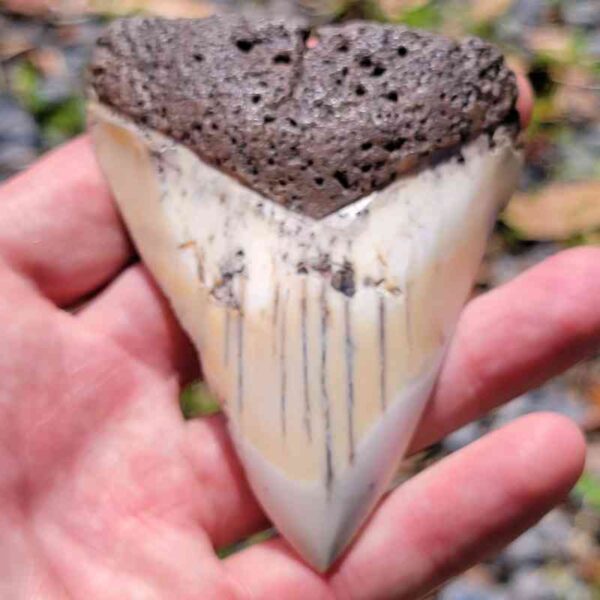 South Pacific Megalodon Tooth