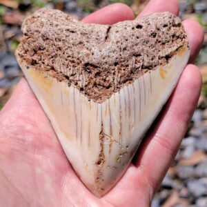 South Pacific Megalodon Tooth