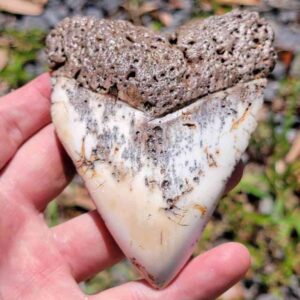 South Pacific Megalodon Tooth