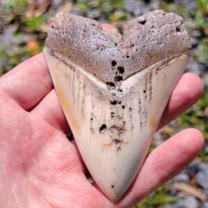 South Pacific Megalodon Tooth