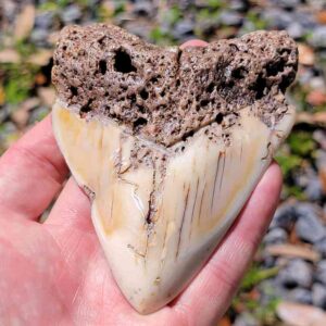 South Pacific Megalodon Tooth