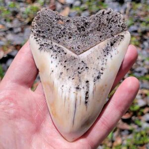 South Pacific Megalodon Tooth