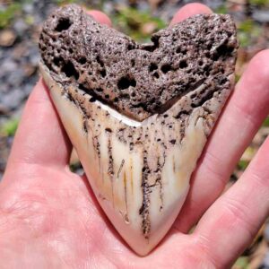 South Pacific Megalodon Tooth