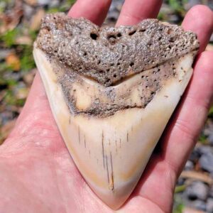 South Pacific Megalodon Tooth