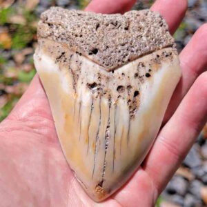 South Pacific Megalodon Tooth