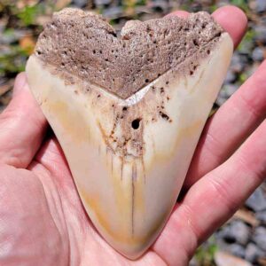 South Pacific Megalodon Tooth