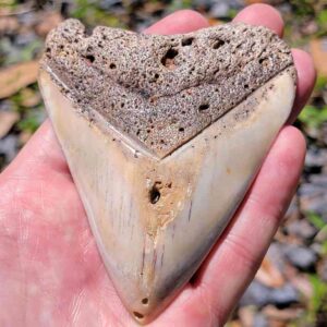 South Pacific Megalodon Tooth