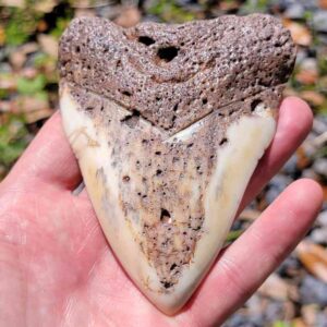 South Pacific Megalodon Tooth