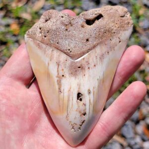 South Pacific Megalodon Tooth