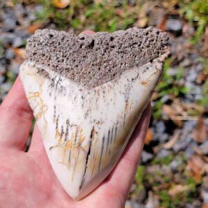 South Pacific Megalodon Tooth