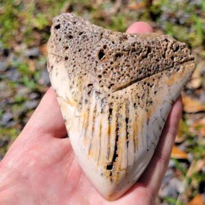 South Pacific Megalodon Tooth