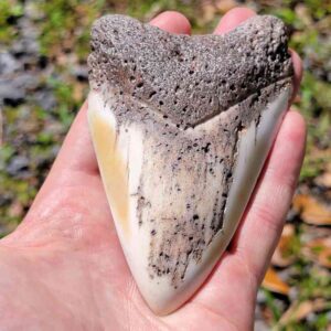 South Pacific Megalodon Tooth