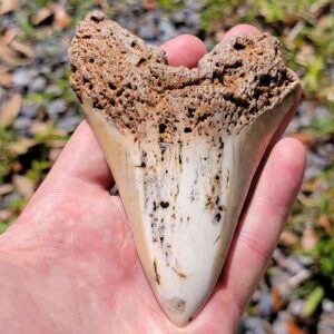 South Pacific Megalodon Tooth