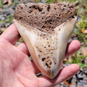 South Pacific Megalodon Tooth