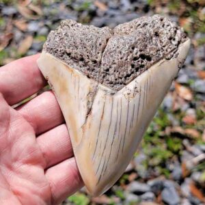 South Pacific Megalodon Tooth