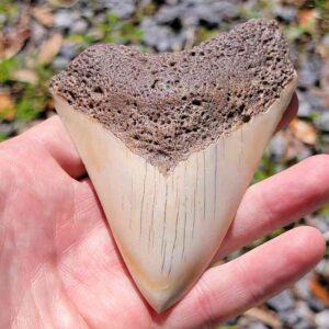 South Pacific Megalodon Tooth