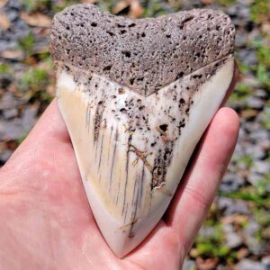 South Pacific Megalodon Tooth