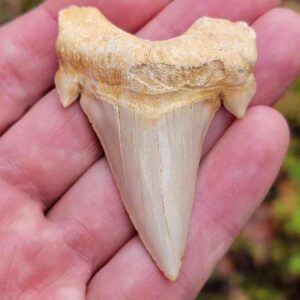 Otodus Shark Tooth