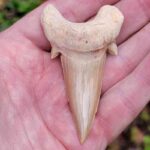 Otodus Shark Tooth