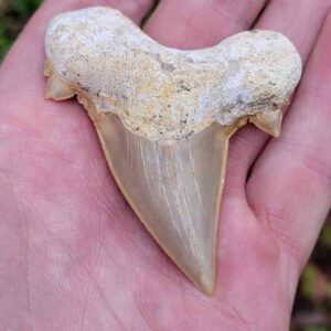 Otodus Shark Tooth