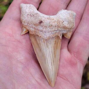 Otodus Shark Tooth