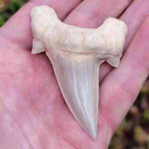 Otodus Shark Tooth