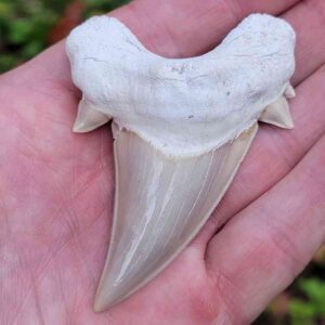 Otodus Shark Tooth