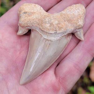 Otodus Shark Tooth