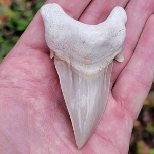 Otodus Shark Tooth