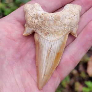 Otodus Shark Tooth