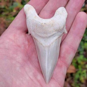 Otodus Shark Tooth