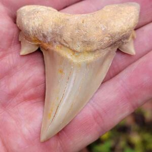 Otodus Shark Tooth