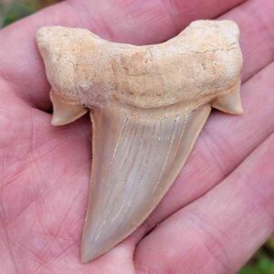 Otodus Shark Tooth