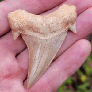 Otodus Shark Tooth