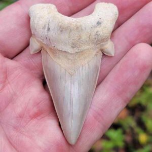 Otodus Shark Tooth